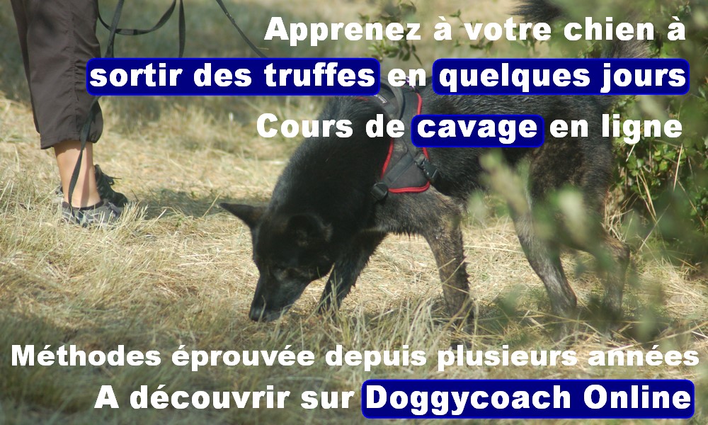 Cavage 2.0 Sortir des truffes maintenant