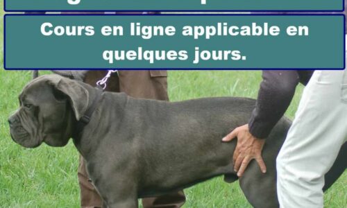 Miniature du cours
