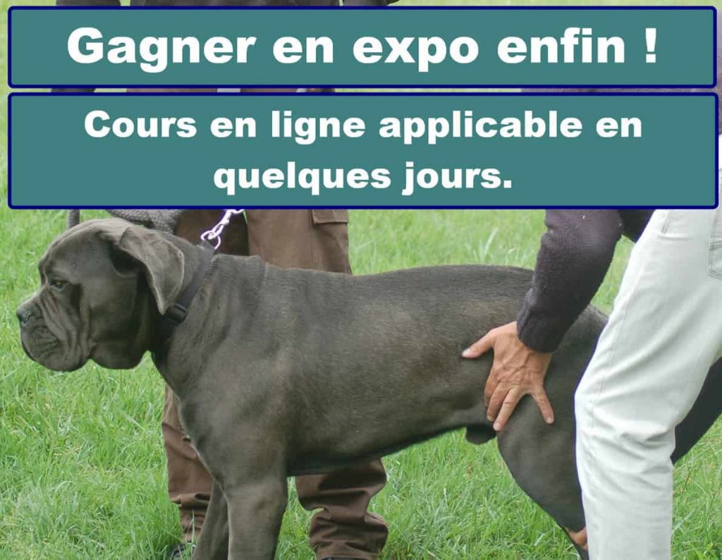 cours en ligne canin expo-Handling Gagner en expo enfin